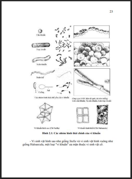 Giáo trình học về vi sinh vật học