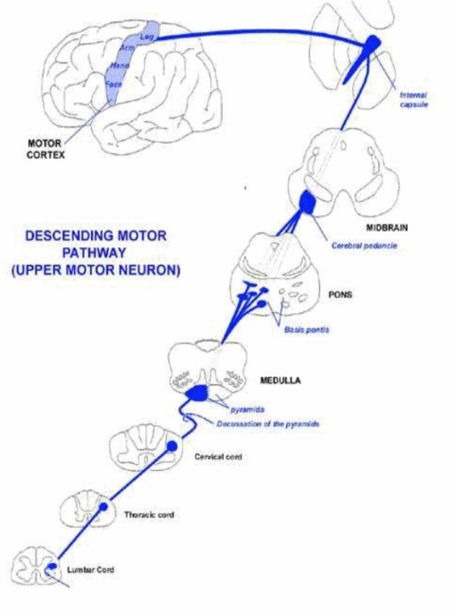 Tai Biến Mạch Máu Não Tập 1